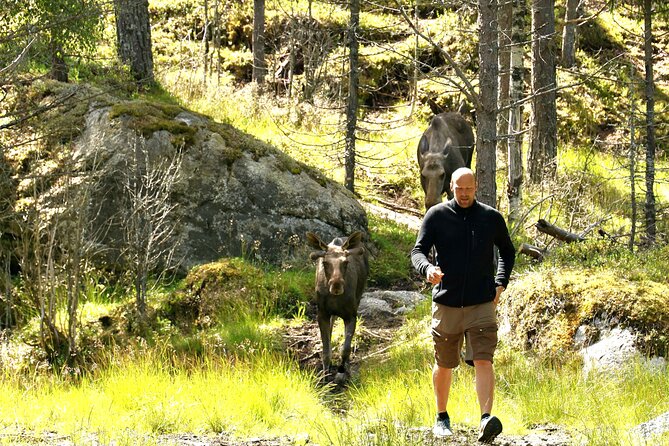 Kristiansand Guided Bus Tour and Moose Park Experience - Who this tour is best for (and who should skip it)
