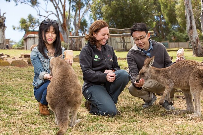 kunanyi/Mt Wellington Tour & Hobart Hop-On Hop-Off Bus - Price and logistics: is $60.97 good value?