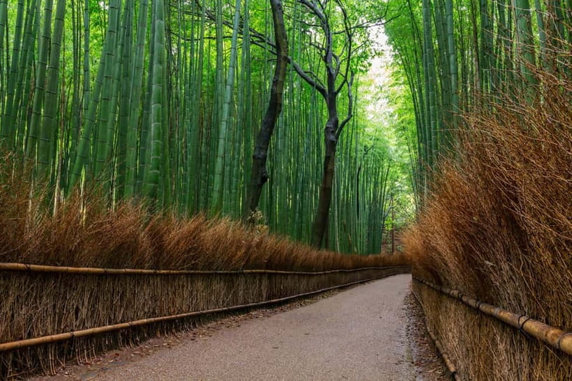 Kyoto/Osaka: Nara, Fushimi Inari Taisha, Arashiyama Bus Tour - Nara Park Deer Feeding: Fun for All, Rules for Safety