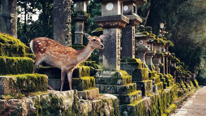 Kyoto/Osaka: Nara, Fushimi Inari Taisha, Arashiyama Bus Tour - Fushimi Inari Taisha and the 10,000 Torii Walk