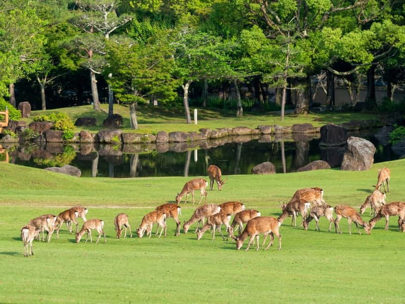 Kyoto/Osaka: Nara, Fushimi Inari Taisha, Arashiyama Bus Tour - Tenryu-ji Temple (Extra Fee), Togetsukyo Bridge Views, and Kimono Forest