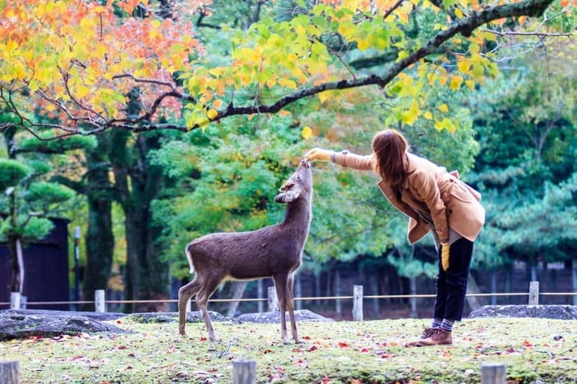 Kyoto/Osaka: Nara, Fushimi Inari Taisha, Arashiyama Bus Tour - Arashiyama Break Time: Street Food, Footbath, and Easy Photo Add-ons