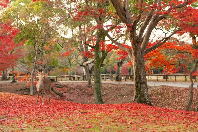 Kyoto/Osaka: Nara, Fushimi Inari Taisha, Arashiyama Bus Tour - Guide Style and Group Rhythm: Why It Feels Easy