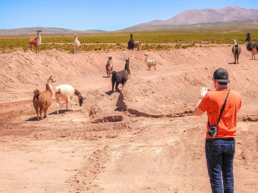 La Paz: Uyuni Salt Flats & Isla Incahuasi 5-Day Bus Tour - Sol de Mañana, hot springs at 35°C, and the Licancabur view