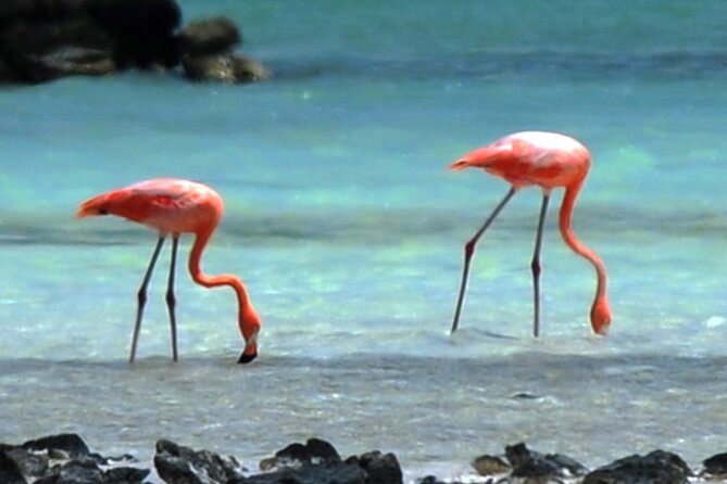Luc's Private Group Bonaire Open Bus Tour - Sorobon Beach: your swim or snorkel window