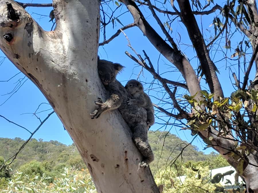 Magnetic Island: Guided Bus Tour with Morning Tea - Magnetic Island History and Craft Centre: shopping with meaning