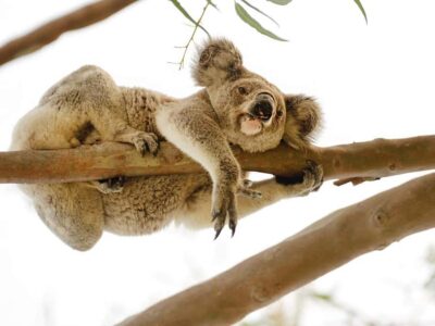 Magnetic Island: West Coast Eco Adventure Bus Tour - The all-terrain bus ride: comfort for the remote parts