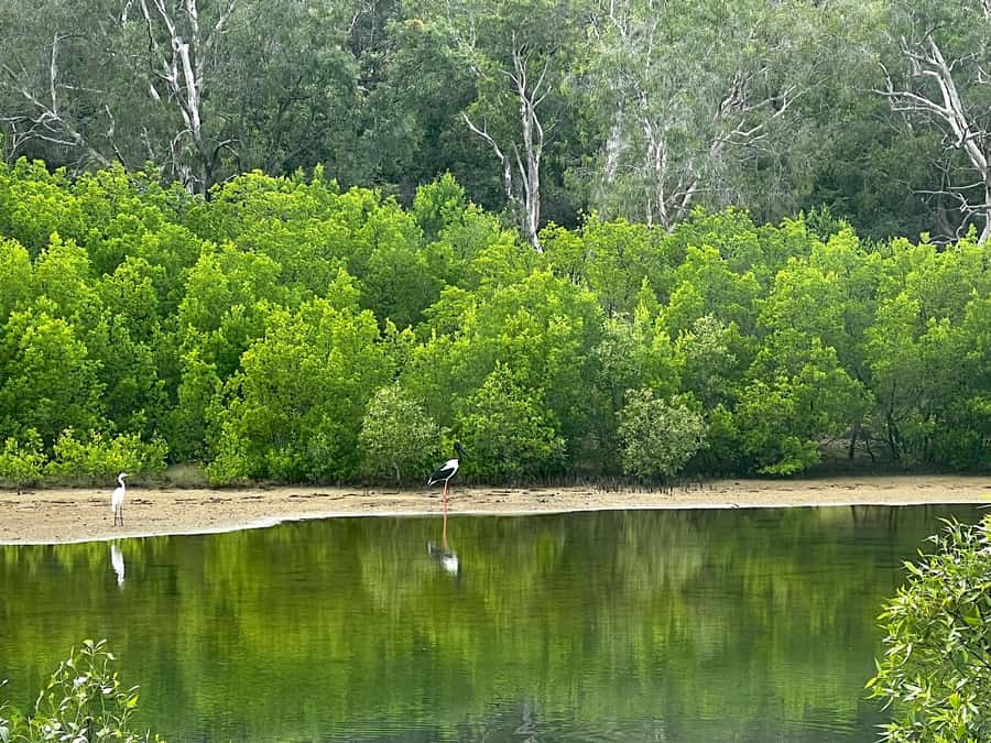 Magnetic Island: West Coast Eco Adventure Bus Tour - How the guide turns a ride into an eco story