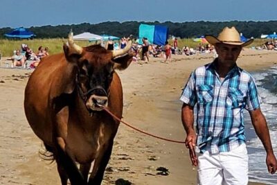 Martha Vineyard Bus Tour - Onboard experience: ponchos, A/C, and the 1800s visual screen