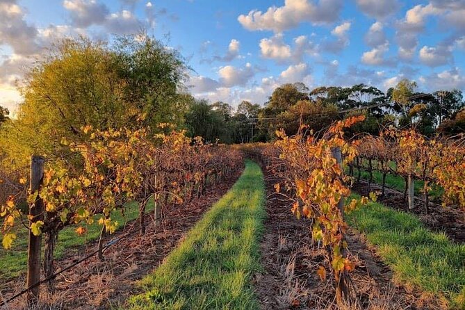 McLaren Vale South Hop-On Hop-Off Winery Tour - Where the tour starts and how easy it is to join