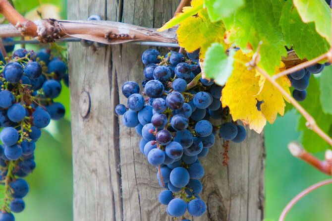 Mornington Peninsula Winery Bus Tour including lunch with a glass of wine - Getting To The Mornington Peninsula: 9am Pickup, A/C Bus, And A Calm Pace