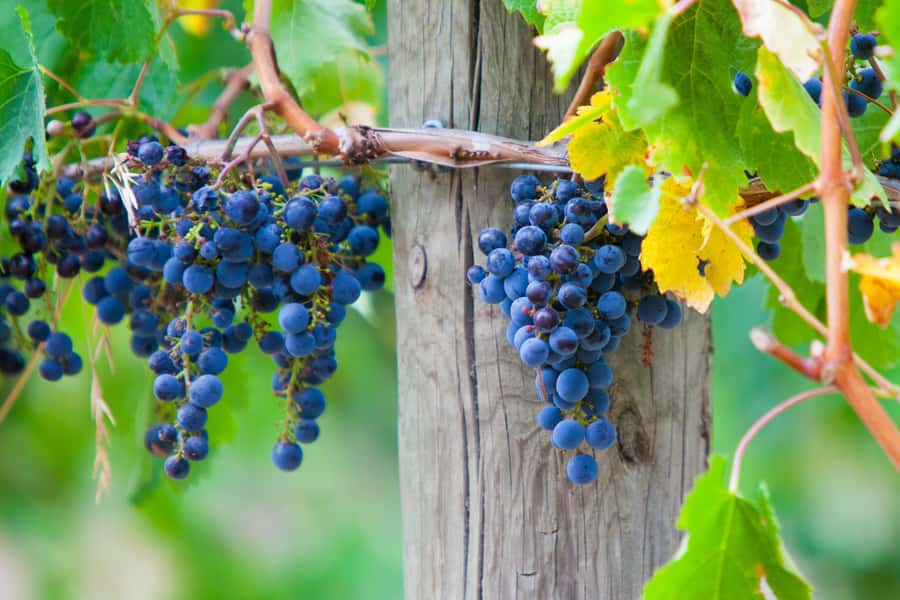 Mornington Peninsula Winery Bus Tour with Lunch & Wine - Key Highlights You’ll Feel Immediately