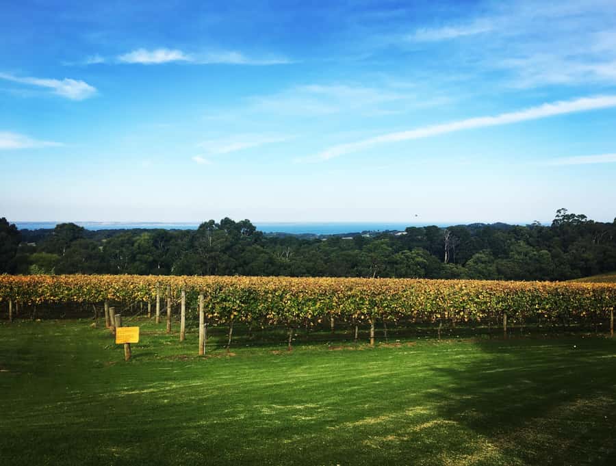 Mornington Peninsula Winery Bus Tour with Lunch & Wine - Mornington Peninsula in One Day: The 7-Hour Structure That Works