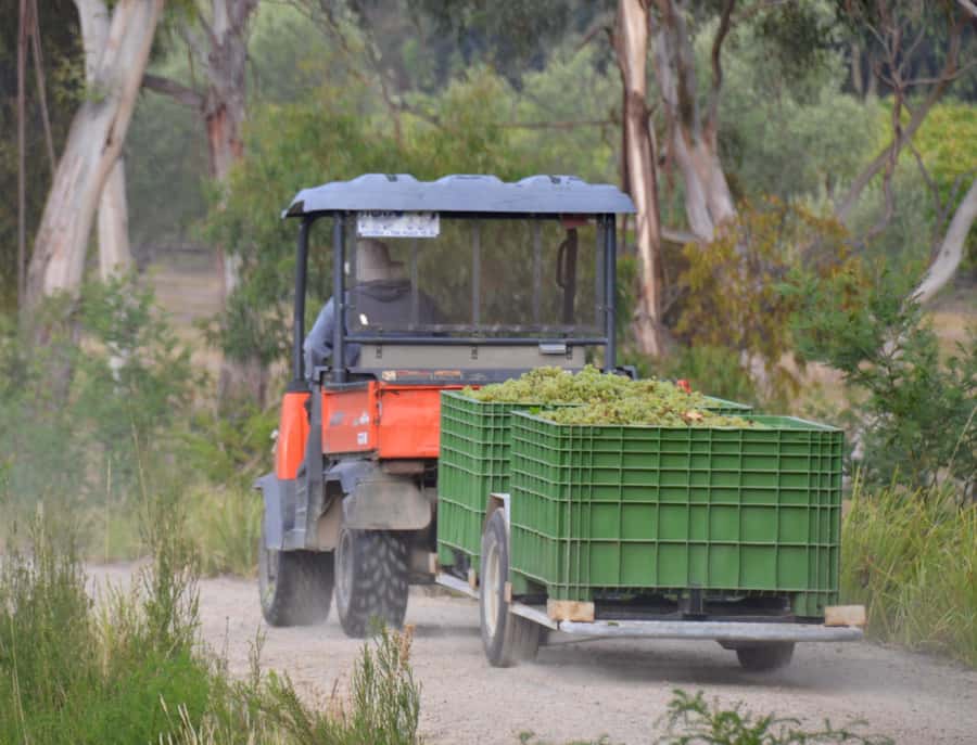 Mornington Peninsula Winery Bus Tour with Lunch & Wine - Who This Mornington Peninsula Tour Suits (and Who Should Skip It)