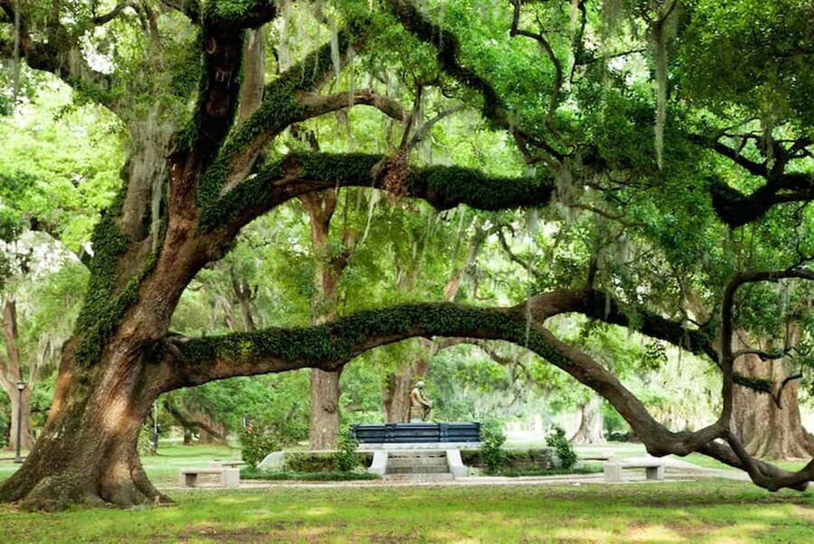 New Orleans: City and Cemetery Bus Tour Garden District Walk - City Park Time: 800-Year Oaks, Beignets, and Photo Timing