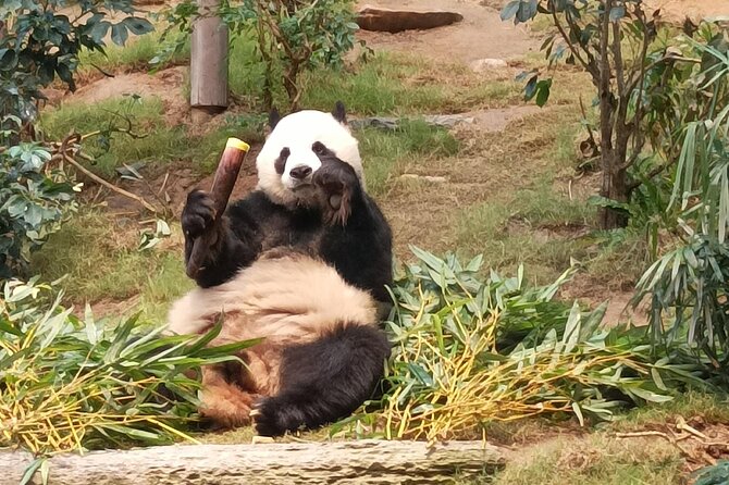 Ocean Park Full-Day Coach Tour with Hotel Pickup in Kowloon Area from Hong Kong - Key Highlights Worth Planning For