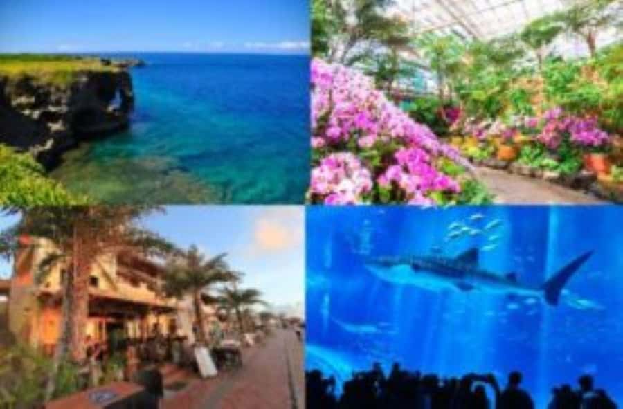 Okinawa: Bus Tour to Churaumi Aquarium with Sightseeing - Key highlights I’d plan around