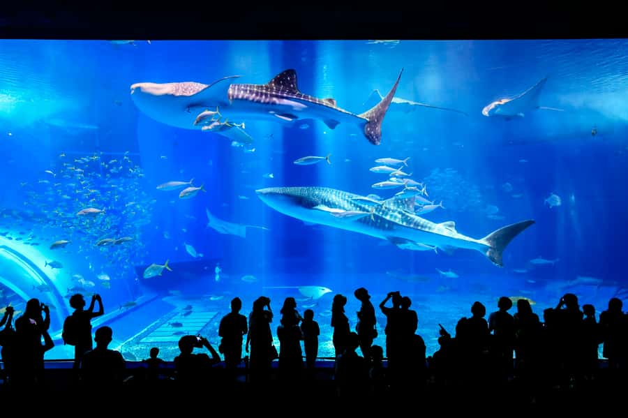 Okinawa: Bus Tour to Churaumi Aquarium with Sightseeing - How this one-day Okinawa bus tour really works