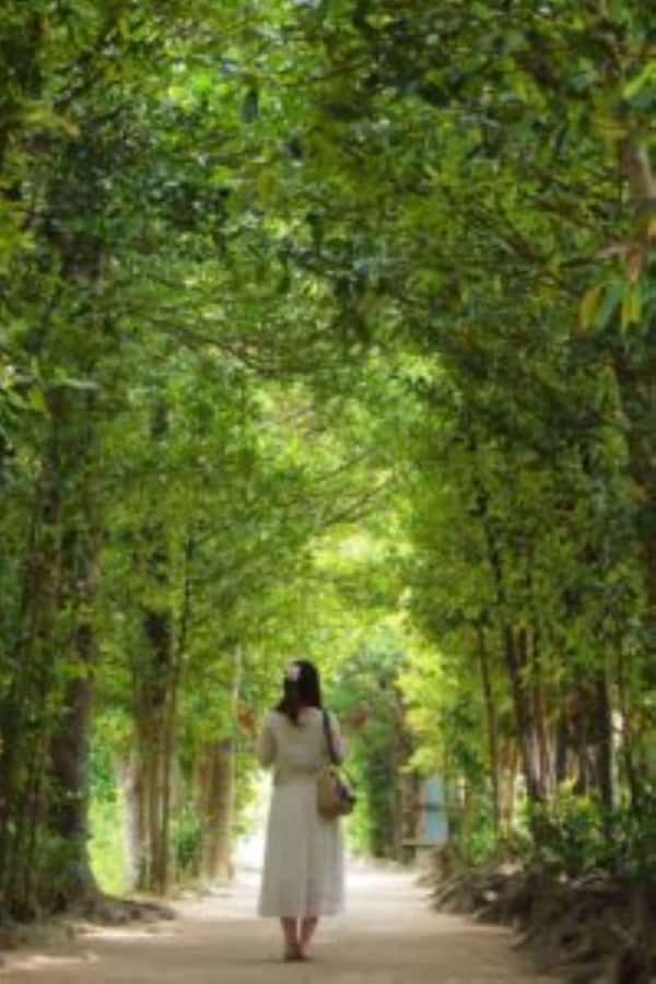 Okinawa: Bus Tour to Churaumi Aquarium with Sightseeing - Bise Fukugi Tree Road: a walk through 300-year windbreak history