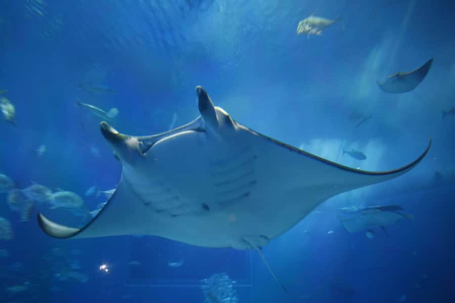 Okinawa: Bus Tour to Churaumi Aquarium with Sightseeing - Audio guide + conductor: what you get, and what you don’t