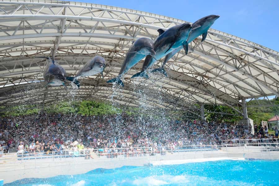 Okinawa: Bus Tour to Churaumi Aquarium with Sightseeing - Price and value: what $61 covers (and why it matters)