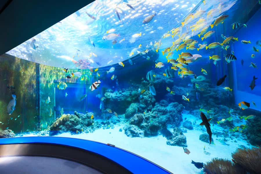 Okinawa: Bus Tour to Churaumi Aquarium with Sightseeing - Who this tour is best for