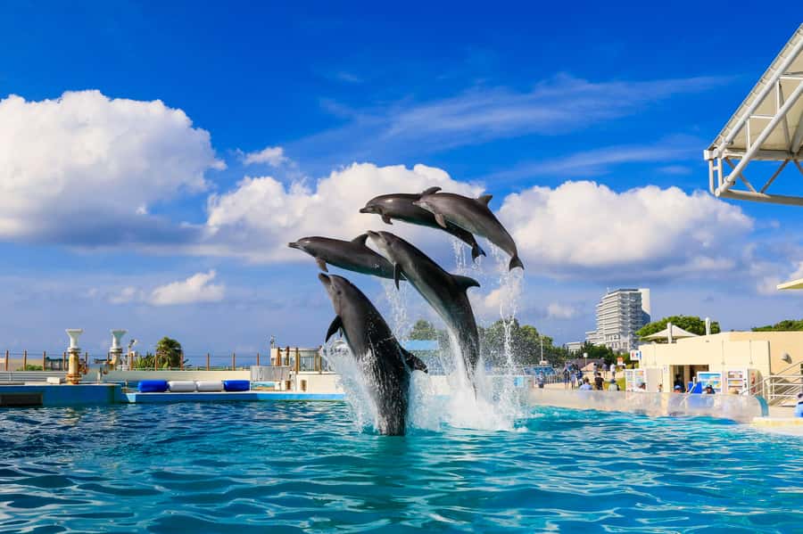 Okinawa: Bus Tour to Churaumi Aquarium with Sightseeing - Churaumi Aquarium: the 3-hour stop that makes this day worth it