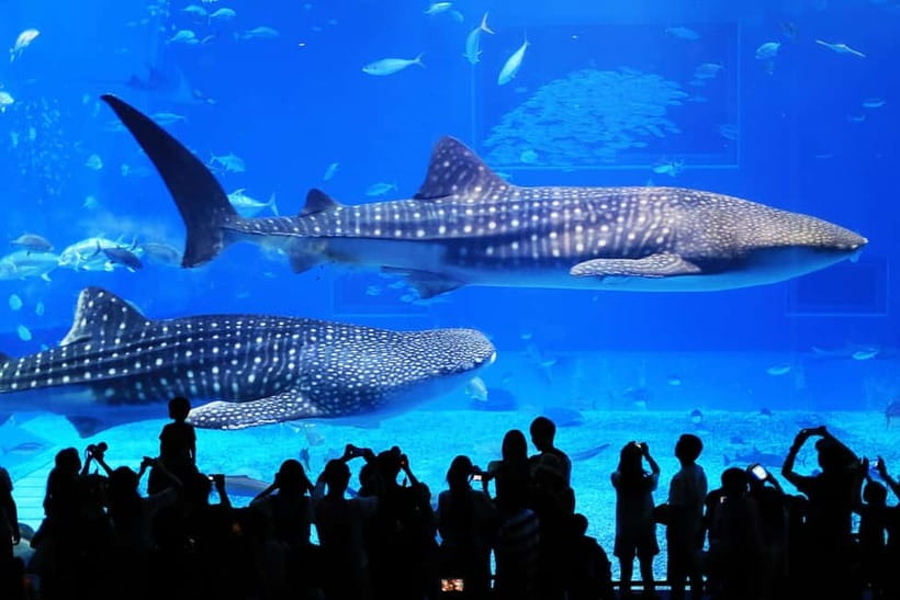 Okinawa: Churaumi Aquarium, Ryukyu Village & Manza Bus Tour - Key points to know before you go