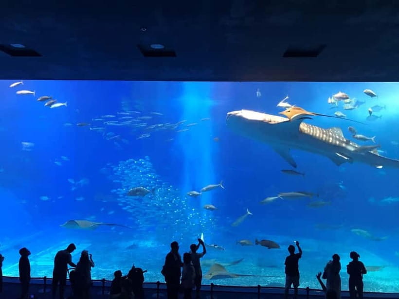 Okinawa: Churaumi Aquarium, Ryukyu Village & Manza Bus Tour - Practical Tips That Make This Day Feel Easier