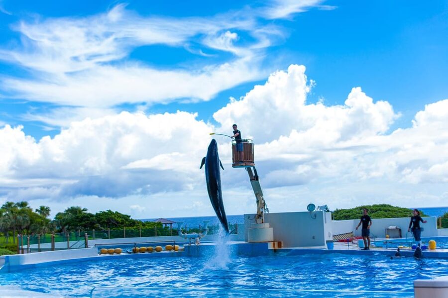 Okinawa Churaumi or Tropical, Kouri American Village BusTour - Motobu and the “drive-between” views you’ll actually remember