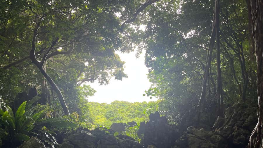 Okinawa: Full-Day Bus Tour to Yanbaru National Park - Live guide plus audio: how you keep the day from feeling repetitive