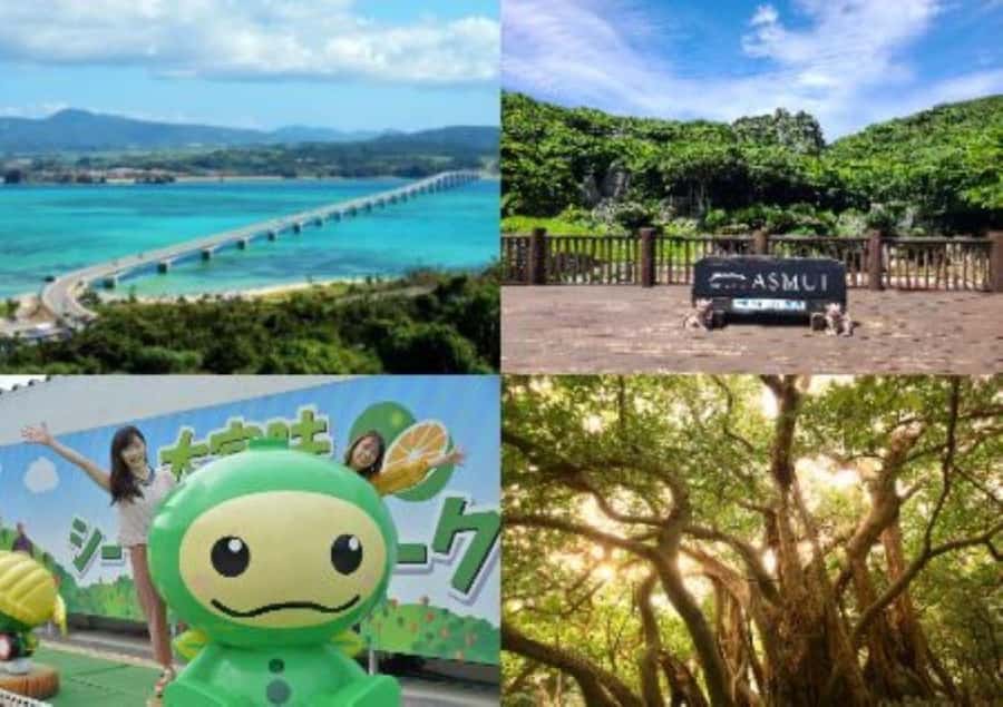 Okinawa: Full-Day Bus Tour to Yanbaru National Park - Pickup at 8:00, 8:10, or 8:20: pick the bus stop that saves you