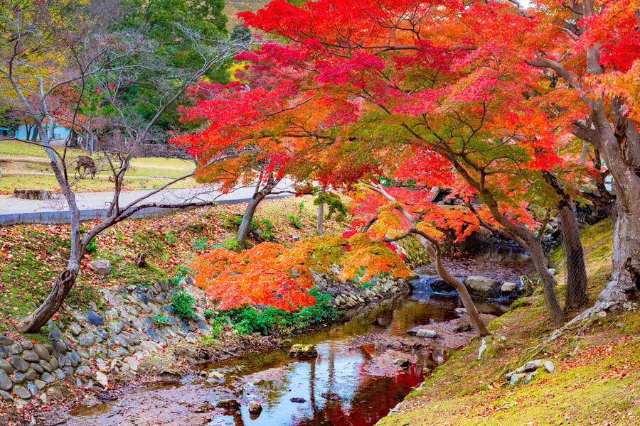 Osaka/Kyoto: Katsuoji, Kinkakuji, Arashiyama 1-Day Bus Tour - Who should book this tour