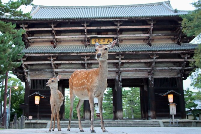 Perfect Nara Park Half-Day Bus Tour with English Speaking Guide - Quick hits before you go