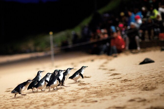 Phillip Island Penguin Parade, Wildlife and Beach Boxes Bus Tour - A Small-Group Coastal Day From Melbourne