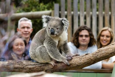 Phillip Island Penguin Parade, Wildlife and Beach Boxes Bus Tour - Moonlit Sanctuary: Koalas, Kangaroos, and Native Wildlife Time