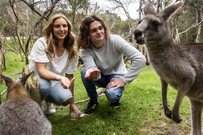 Phillip Island Penguin Parade, Wildlife and Beach Boxes Bus Tour - Who This Tour Fits Best (and Who Might Want to Skip It)