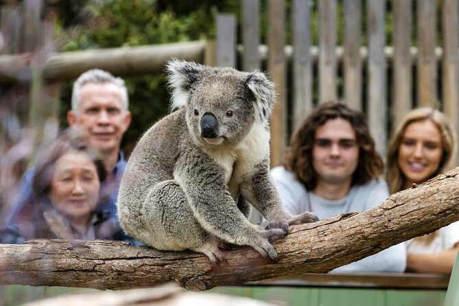 Phillip Island Penguin Parade, Wildlife and Beach Boxes Bus Tour - Moonlit Sanctuary: Koalas, Kangaroos, and Native Wildlife Time