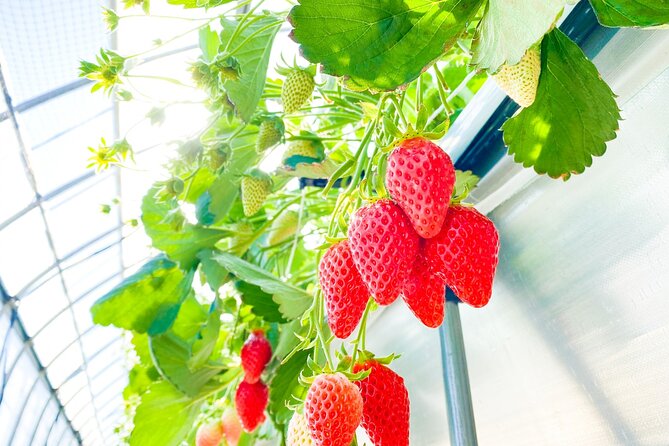 Play with Snow Crab Buffet Lunch and Strawberry Picking Bus Tour - Price and value: why $125.53 can make sense here