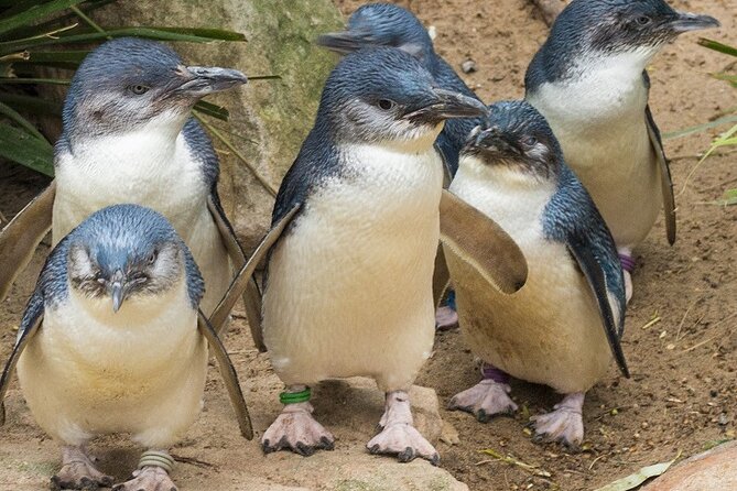 Puffing Billy And Phillip Island Penguin Parade Bus Tour - Dandenong Ranges Scenic Driving and Lunch Timing