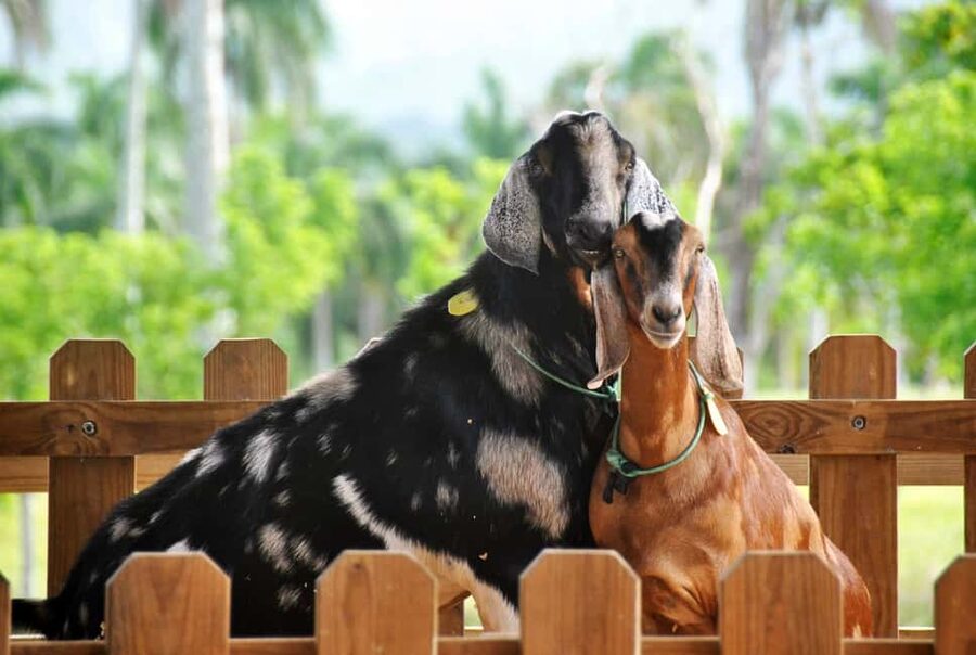 Punta Cana: Xploration Animal Park Bus Tour with Encounters - The road to Xploration: Nisibon hills, La Altagracia, and a change of pace