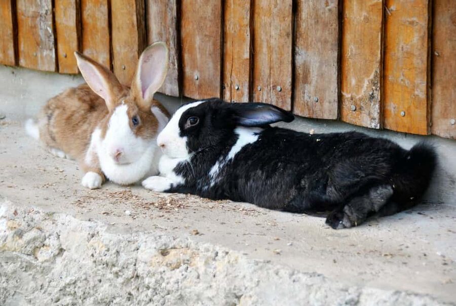 Punta Cana: Xploration Animal Park Bus Tour with Encounters - Who this tour suits best (and who should skip it)