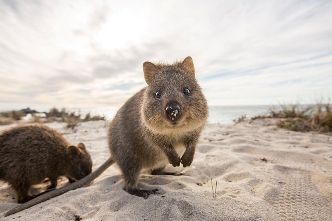 Rottnest Bayseeker Bus Tour from Hillarys Boat Harbour - Key things you’ll like about this Rottnest day trip