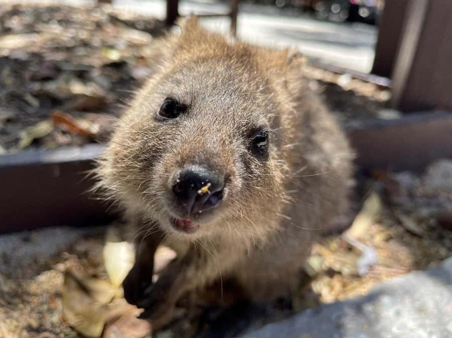 Rottnest Island Ferry and 1.75 Hr Bus Tour - Rottnest in one day: why this timing makes sense