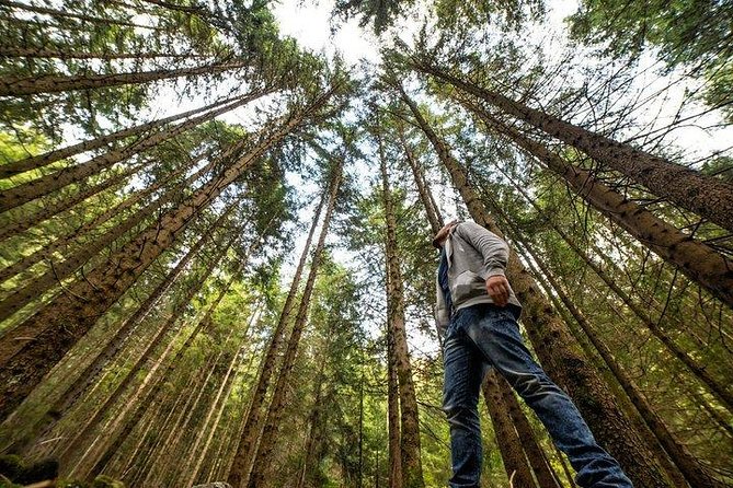 San Francisco Excursion: Guided Tour to Muir Woods and Sausalito - San Francisco to Muir Woods and Sausalito: the smart half-day formula