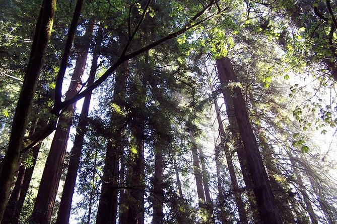 San Francisco: Guided Muir Woods Tour & Hop-on Hop-off Bus Tour - Sausalito by coach: Bay views plus quick culture flavor
