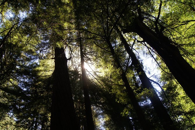 San Francisco: Guided Muir Woods Tour & Hop-on Hop-off Bus Tour - Where the sunset and city pacing fit best