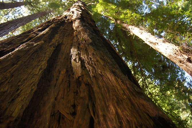 San Francisco: Guided Muir Woods Tour & Hop-on Hop-off Bus Tour - Meeting points, shuttle help, and staying sane with timing