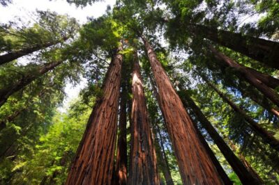 San Francisco: Hop-On Hop-Off + Muir Woods Tour - Golden Gate Bridge on an Open-Top Bus: Views You Can’t Replicate