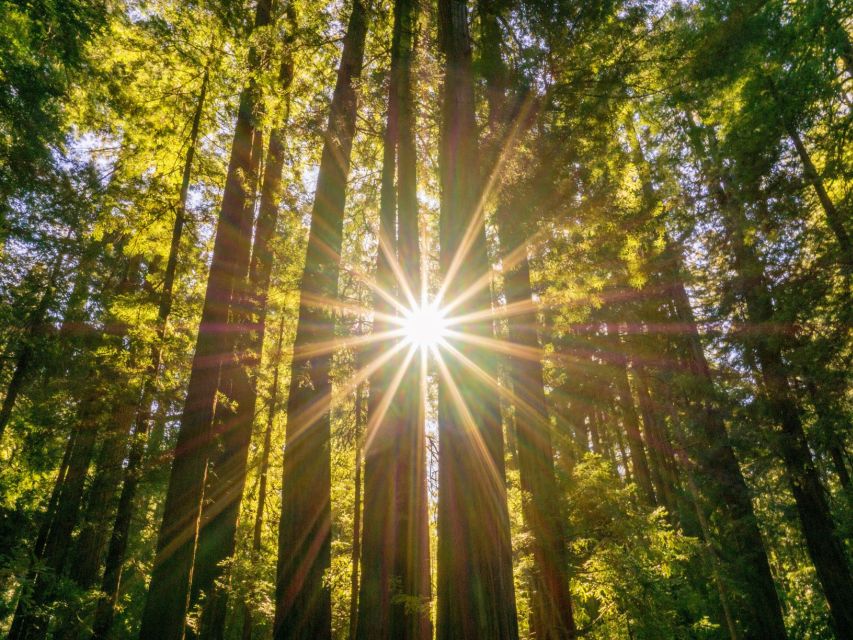 San Francisco: Hop-On Hop-Off + Muir Woods Tour - Guides, Audio, and Language Options That Actually Help
